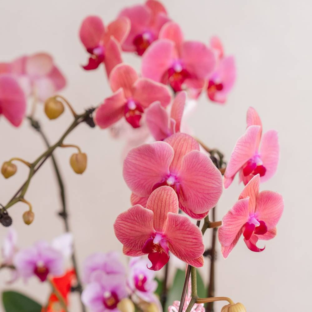 A lush cluster of salmon-pink orchid flowers